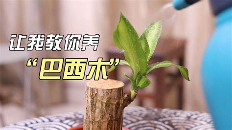 巴西木 種植|巴西木怎么养？园艺师教你，这可能是全网最全面的教。